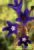 Previous: Kapadokya - Spring Flowers